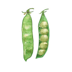 Two pea pod whole and opened isolated on white background. Watercolor hand drawn illustration of green peas. Perfect for print, poster, decoration healthy food, banner, summer design.