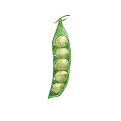 Open pea pod isolated on white background. Watercolor hand drawn illustration of green pea. Perfect for print, poster, decoration healthy food, banner, summer design.