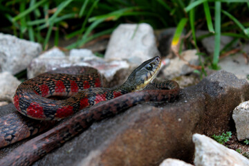 snake in the grass