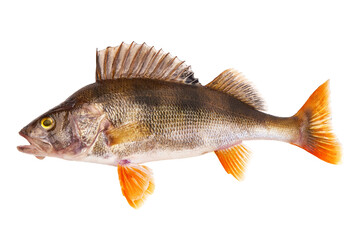 Perch fish, (perca fluviatilis), predatory fish, isolated on white background - obrazy, fototapety, plakaty