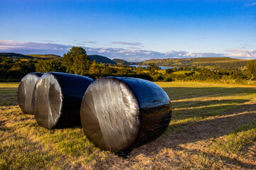 Wrapped Hay Bales In The Sun.
