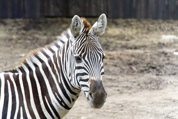Fototapeta na wymiar Portrait of Plains zebra. Equus quagga close up.