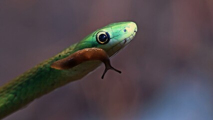 Grasnatter (Opheodrys aestivus)  mit Nacktschnecke