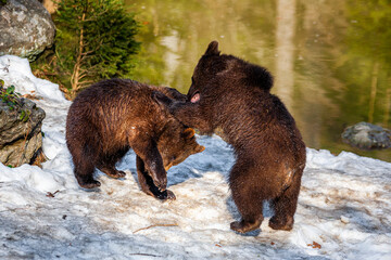 Obraz na płótnie Canvas Brown Bears (Ursus arctos) in Lake Clark National Park, Alaska, USA