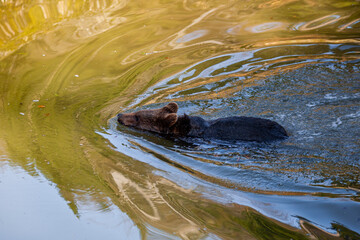 Brown Bear (Ursus arctos) in Lake Clark National Park, Alaska, USA