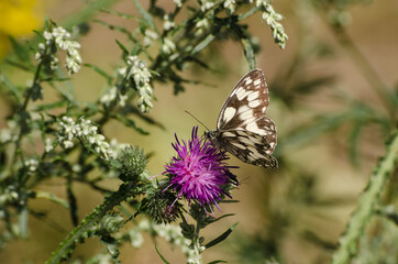 MARBLET WHITE  - Colorful insect in the wild in sun