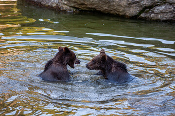 Brown Bears (Ursus arctos) in Lake Clark National Park, Alaska, USA
