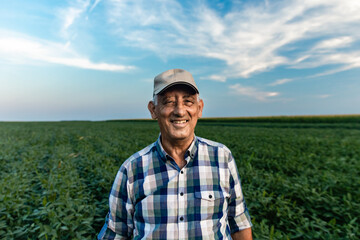 Naklejka na ściany i meble Senior farmer standing in soybean field examining crop.