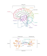 Neuron anatomy. Axons, dendrites, cell body, myelin and synaptic cleft. Neuroscience infographic on white background. Neurobiology scientific medical vector illustration