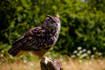 Eagle Owl