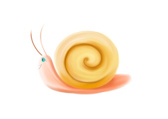 snail shell isolated on white background