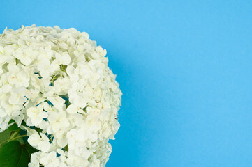 White hortensia on a blue background.