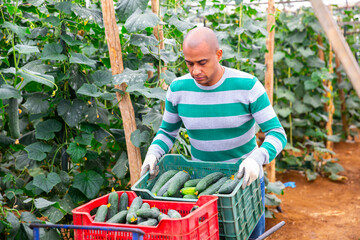 Hispanic farmer engaged in harvest of organic cucumbers in hothouse, stacking boxes with picked vegetables