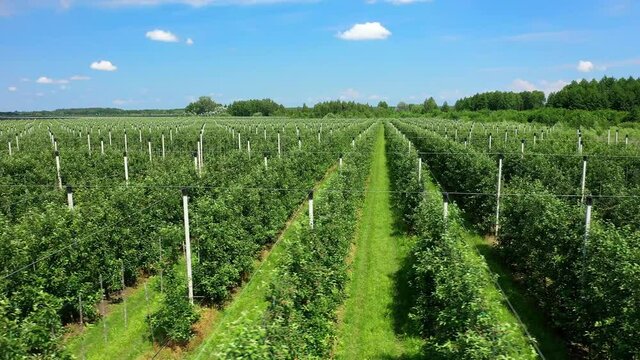 A View Of The Seedlings Of Trees From The Air, Flying Over Tree Seedlings, A Garden Center