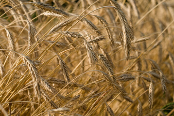 Spikelets of ripe wheat in the field