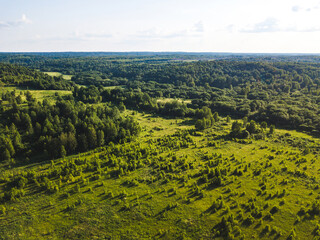 Summer forest in Smolensk region. Russian landscape