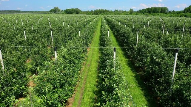 A View Of The Seedlings Of Trees From The Air, Flying Over Tree Seedlings, A Garden Center