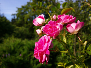 Flower of a spray pink rose on a background of garden greenery.