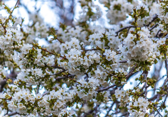 blossoming apple tree