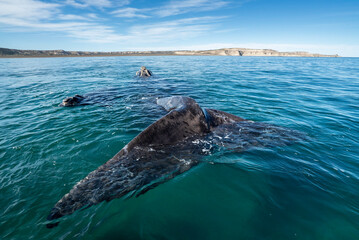 Naklejka premium Southern Right Whale, Eubalaena australis, and her young calf in the shallow protected waters of the Nuevo Gulf, Valdez Peninsula, Argentina, a UNESCO World Heritage site.