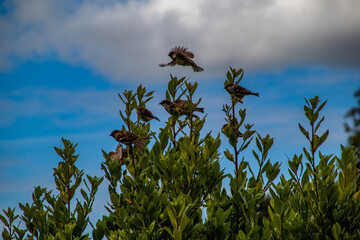 Sparrows perched in a bush