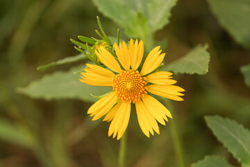 close up of Golden crown beard yellow flower