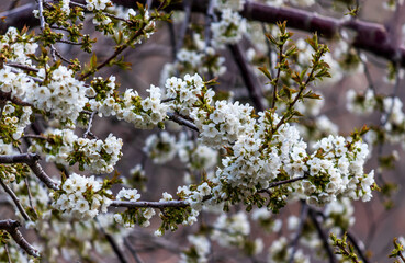 cherry blossom in spring