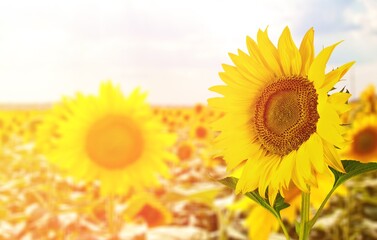 Obraz premium Agriculture.
