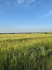 field of wheat