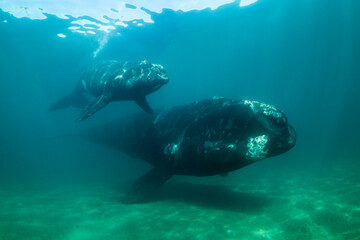 Southern Right Whale, Eubalaena australis, and her young calf in the shallow protected waters of...