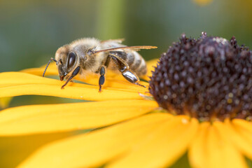 Bee - Apis mellifera - pollinates Rudbeckia fulgida
