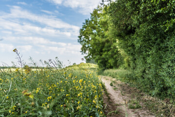 spring meadow with flowers