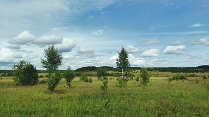 panoramic scene in a green field with trees against a blue sky with clouds on a sunny day