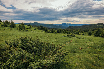 Fototapeta premium A herd of sheep grazing on a lush green field