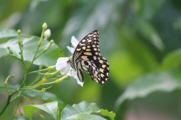 butterfly on a flower
