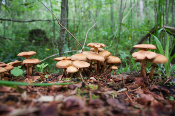 A lot of honey agarics on a stump in the forest