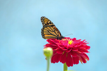 Monarch butterfly on a flower