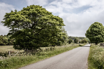 road in the countryside lined with trees