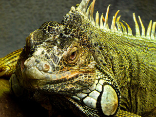 close up of iguana