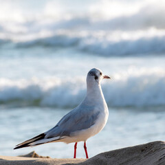 Seagull stands on sand seashore and looks towards the waves of the sea. Patience, hope, faith concept. Square size