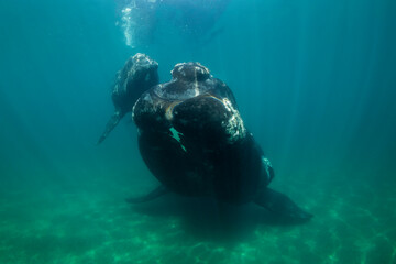 Southern Right Whale, Eubalaena australis, and her young calf in the shallow protected waters of the Nuevo Gulf, Valdez Peninsula, Argentina, a UNESCO World Heritage site. © wildestanimal