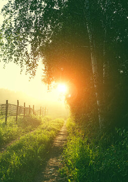 beautiful morning landscape, shining golden sunlight. bright natural background with birch tree, country road and sun