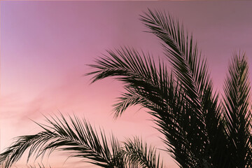 Fototapeta na wymiar Silhouette of branches of coconut palms trees opposite sunset sky Bottom view.