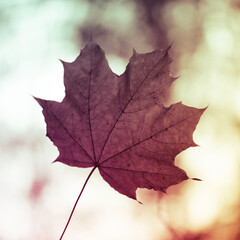 Closeup of one maple leaf in the sunlight of autumn forest. Indian summer season. Instagram style