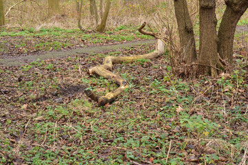 Wild trees by the river on an autumn morning in a Dutch city.