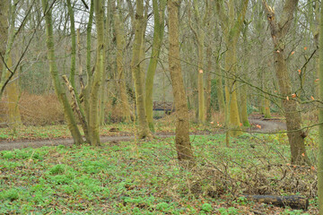 Trees in a Dutch park in the middle of the city on a cloudy day.