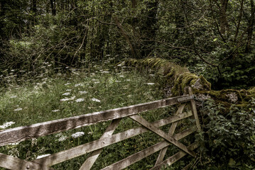 wooden fence in the woods