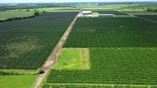 A View Of The Seedlings Of Trees From The Air, Flying Over Tree Seedlings, A Garden Center