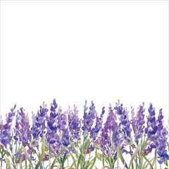 Vector illustration. Seamless pattern of lavender flowers. Watercolor painting