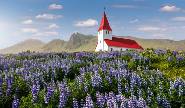 Incredible nature of Iceland in summer time. Beautiful landscape with blooming lupine flowers near Vikurkirkja church and perfect blue sky. Iconic location for landscape photographers and travellers © jenyateua